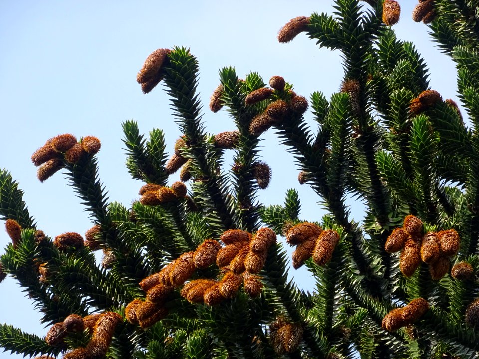 Araucaria du Chili, Araucaria araucana, Araucariacées 