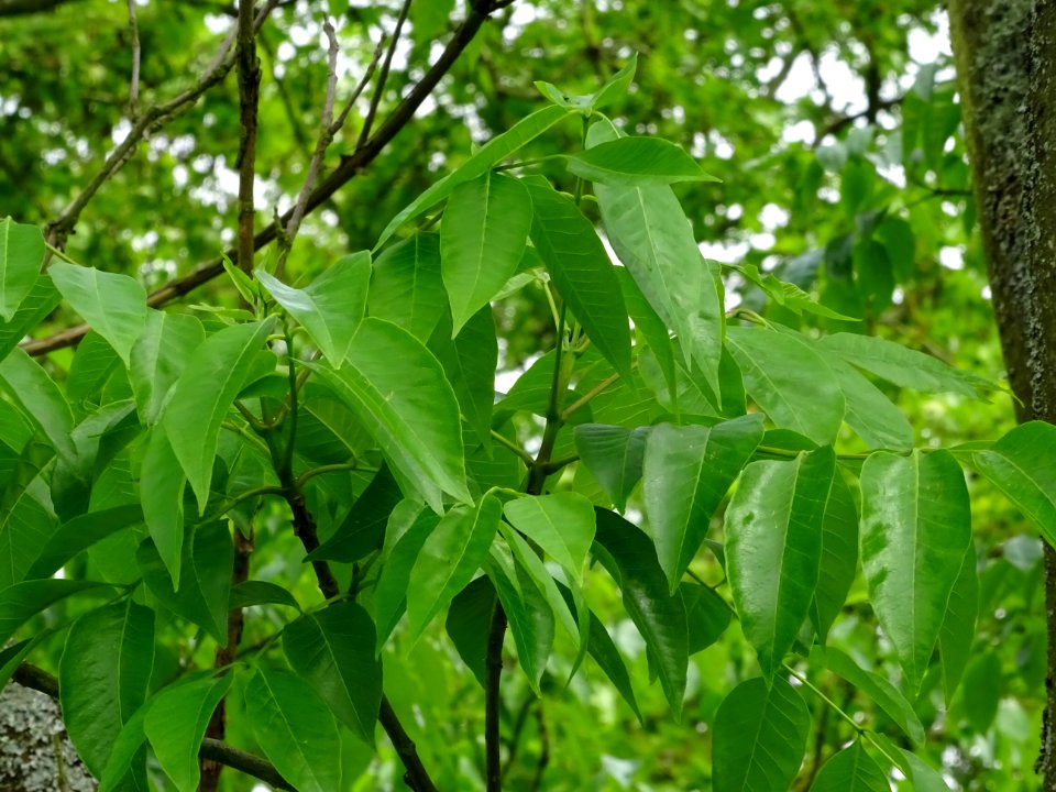 Feuilles de l'Evodia de Hou-pei ou arbre à miel, Evodia Hu… 