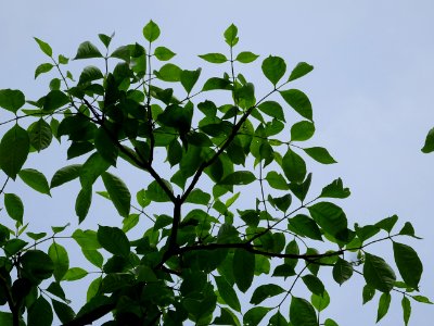 Feuilles de l'Evodia de Hou-pei ou arbre à miel, Evodia Hu… 