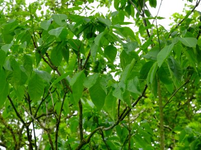 Feuilles de l'Evodia de Hou-pei ou arbre à miel, Evodia Hu… 