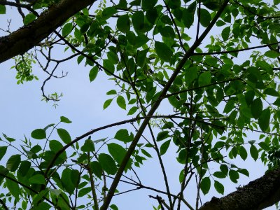 Branches et feuilles de l'Evodia de Hou-pei ou arbre à mie… 