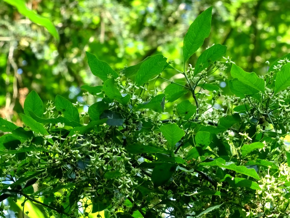 Fusain d'Europe, Euonymus europaeus, Célastracées 