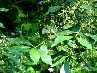 Fusain d'Europe, Euonymus europaeus, Célastracées 