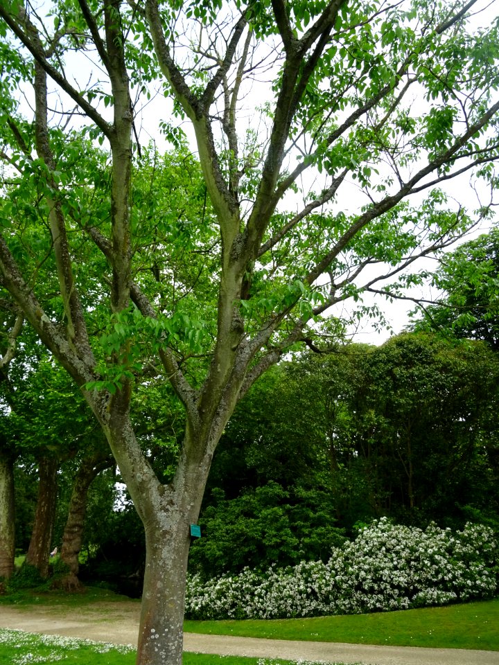 Evodia de Hou-pei ou arbre à miel, Evodia Hupehensis, Ruta… 