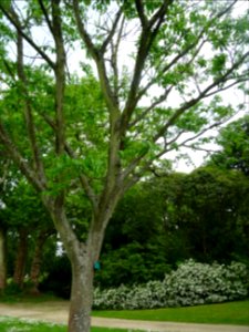 Evodia de Hou-pei ou arbre à miel, Evodia Hupehensis, Ruta… 