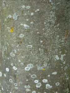 Ecorce de l'Evodia de Hou-pei ou arbre à miel, Evodia Hupe… 