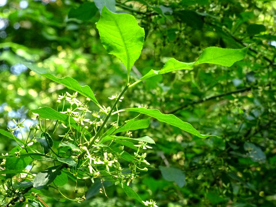 Fusain d'Europe, Euonymus europaeus, Célastracées 