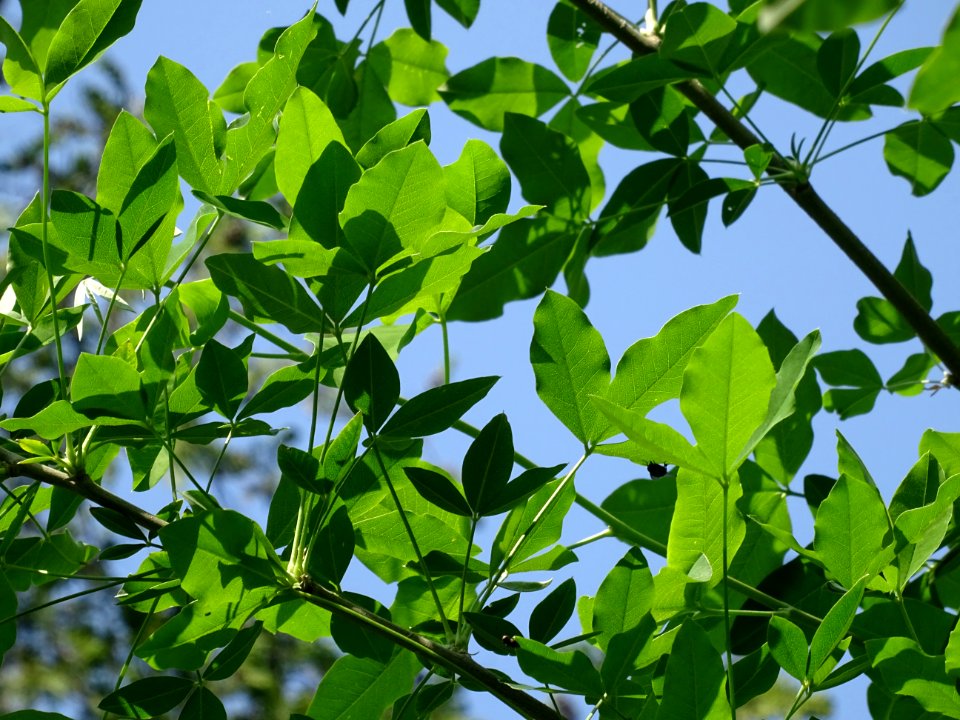 Feuilles du Cytise à grappes ou faux ébénier, Laburnum ana… 