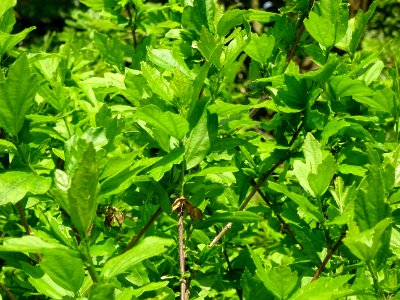 Feuilles et graines ouvertes de l'Hibiscus syriacus, Hibis… photo