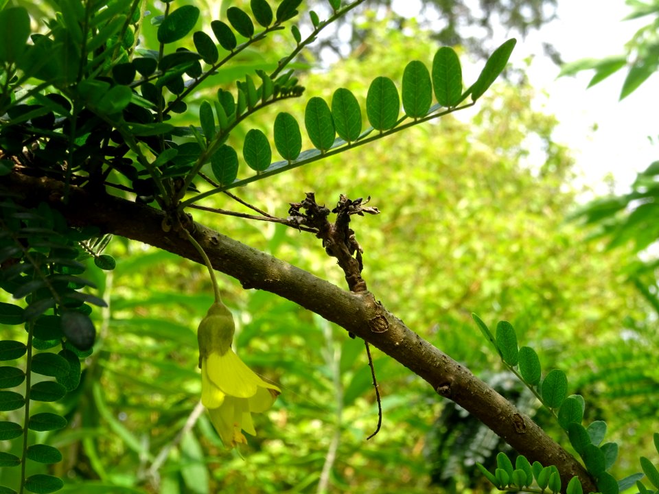 Feuilles et fleur jaune pendante du Kowhai à petites feuil… 