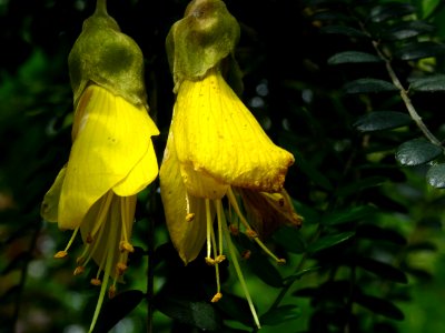 Fleurs jaunes pendantes du Kowhai à petites feuilles, Soph… 