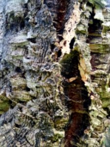Ecorce du Chêne-liège, Quercus suber, Fagacées 