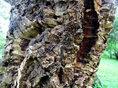 Ecorce du Chêne-liège, Quercus suber, Fagacées 