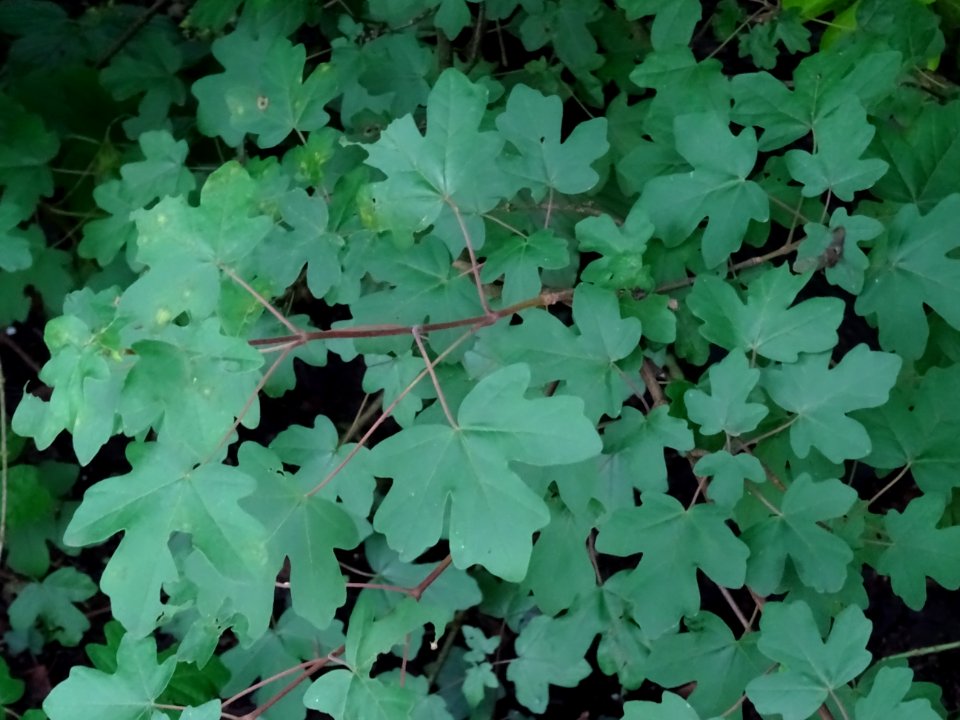 Feuilles de l'Erable champêtre, Acer campestre, Acéracées 