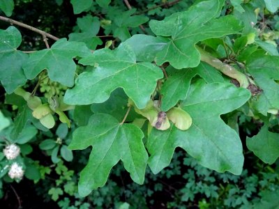 Feuilles et disamares de l'Erable champêtre, Acer campestr… 