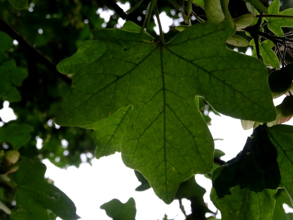 Feuilles de l'Erable champêtre, Acer campestre, Acéracées 