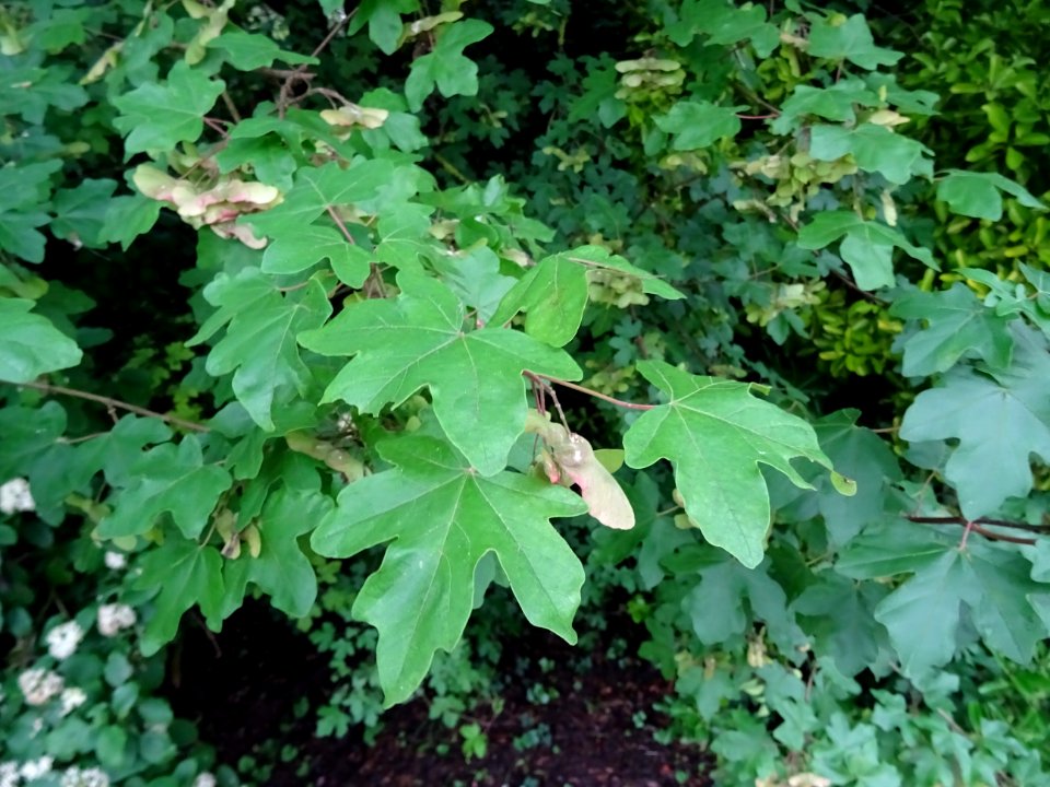 Feuilles et disamares de l'Erable champêtre, Acer campestr… 