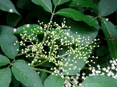 Fleurs du Sureau noir, Sambucus nigra, Caprifoliacées 