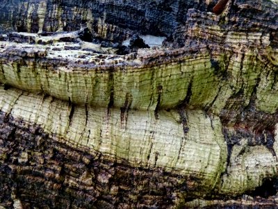 Ecorce du Chêne-liège, Quercus suber, Fagacées 