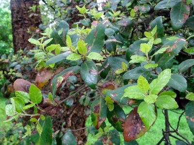 Feuilles du Chêne-liège, Quercus suber, Fagacées 