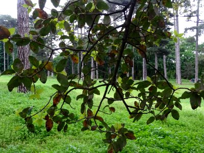 Feuilles du Chêne-liège, Quercus suber, Fagacées 
