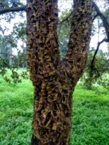 Ecorce du Chêne-liège, Quercus suber, Fagacées 