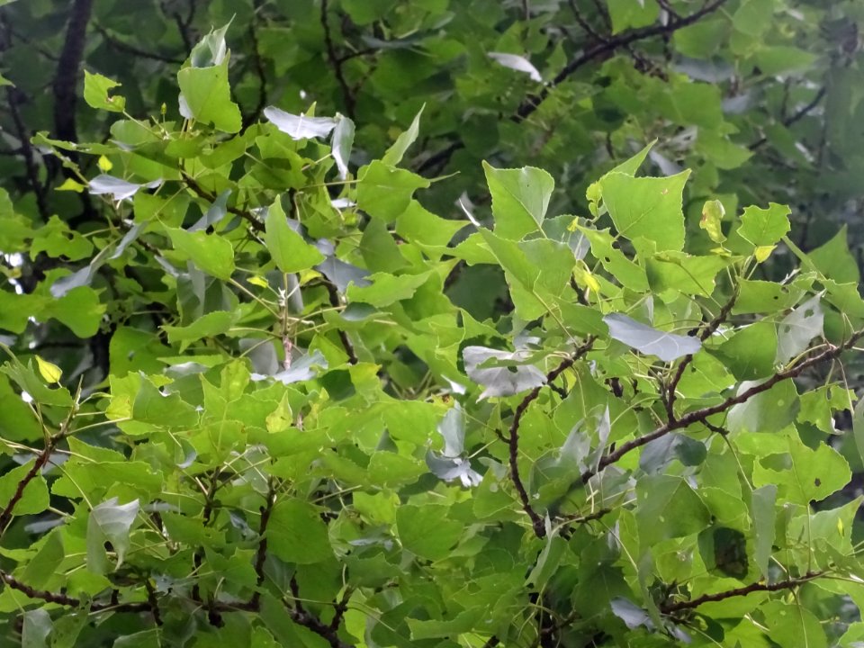 Feuilles du Peuplier noir, Populus nigra, Salicacées 