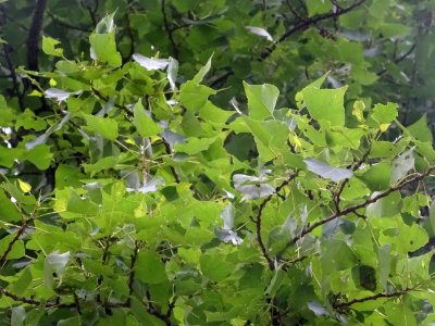 Feuilles du Peuplier noir, Populus nigra, Salicacées 