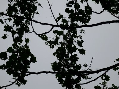 Feuilles du Peuplier blanc, Populus alba, Salicacées 