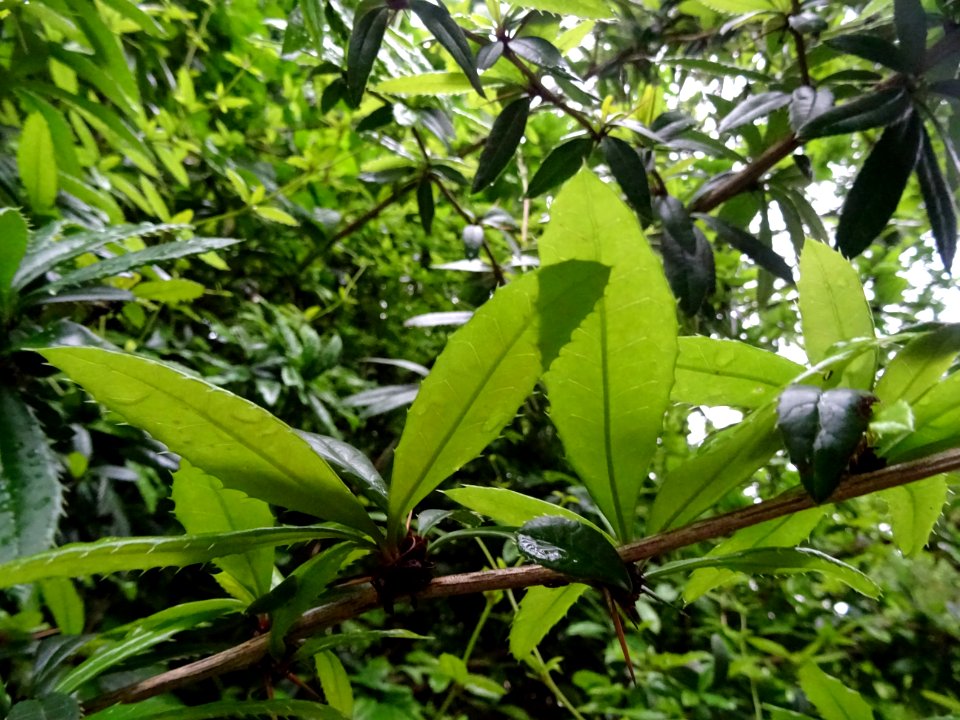 Epine-vinette de Juliana, Berberis julianae, Berbéridacées… 