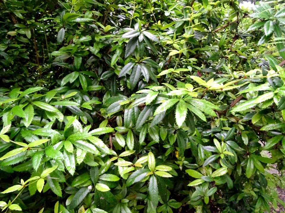 Epine-vinette de Juliana, Berberis julianae, Berbéridacées… 