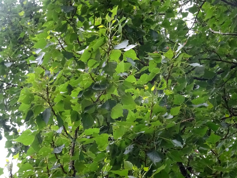 Feuilles du Peuplier noir, Populus nigra, Salicacées 