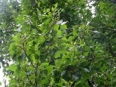 Feuilles du Peuplier noir, Populus nigra, Salicacées 