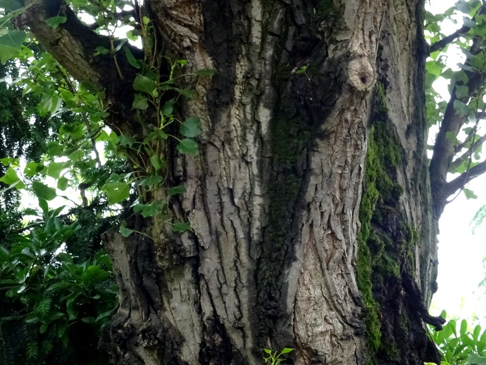 Tronc du Peuplier noir, Populus nigra, Salicacées 