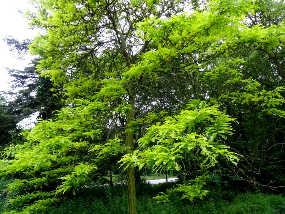 Feuilles du Févier d'Amérique doré, Gleditsia triacanthos … 