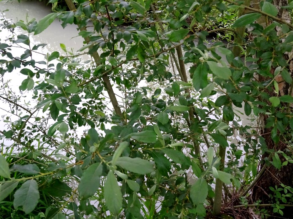 Feuilles du Saule marsault, Salix caprea, Salicacées 