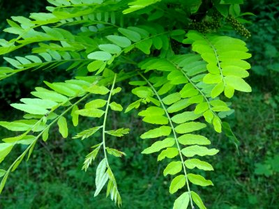 Feuilles du Févier d'Amérique doré, Gleditsia triacanthos … 