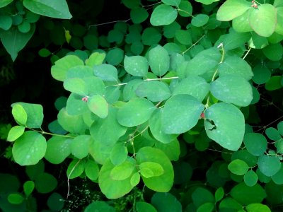 Symphorine rampante, Symphoricarpos mollis, Caprifoliacées… 