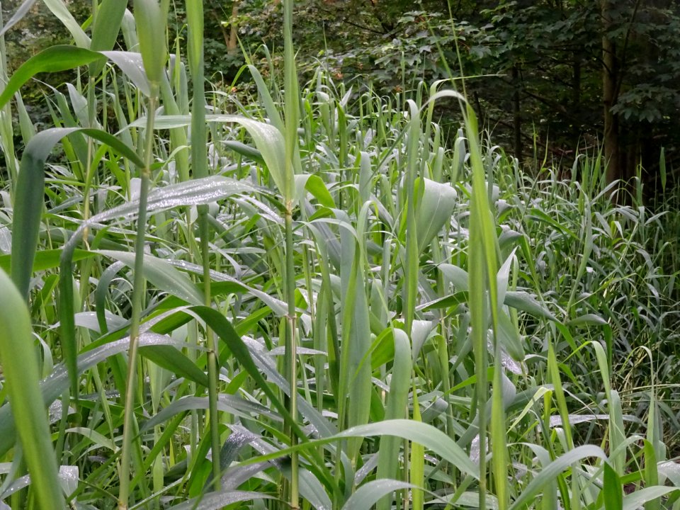 Roseau commun, Phragmites australis, Poacées 