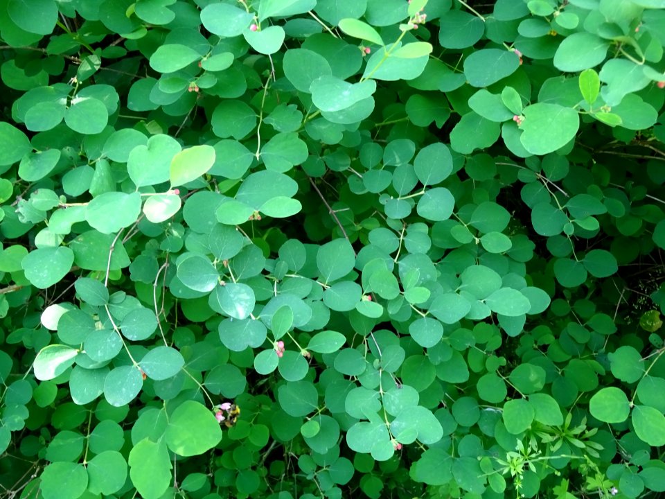 Symphorine rampante, Symphoricarpos mollis, Caprifoliacées… 