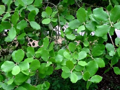 Jeunes feuilles de Chêne vert, Quercus ilex, Fagacées 