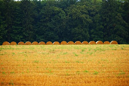Harvest landscape summer