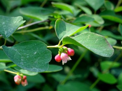 Symphorine rampante, Symphoricarpos mollis, Caprifoliacées… 