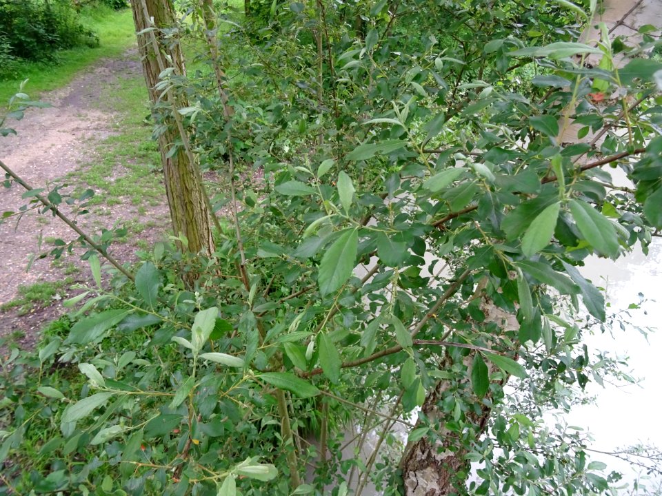 Feuilles du Saule marsault, Salix caprea, Salicacées 