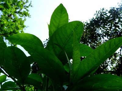 Feuilles de l'Arbre à fleurs de neige, Chionanthus virgini… 