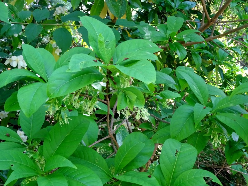 Feuilles de l'Arbre à fleurs de neige, Chionanthus virgini… 