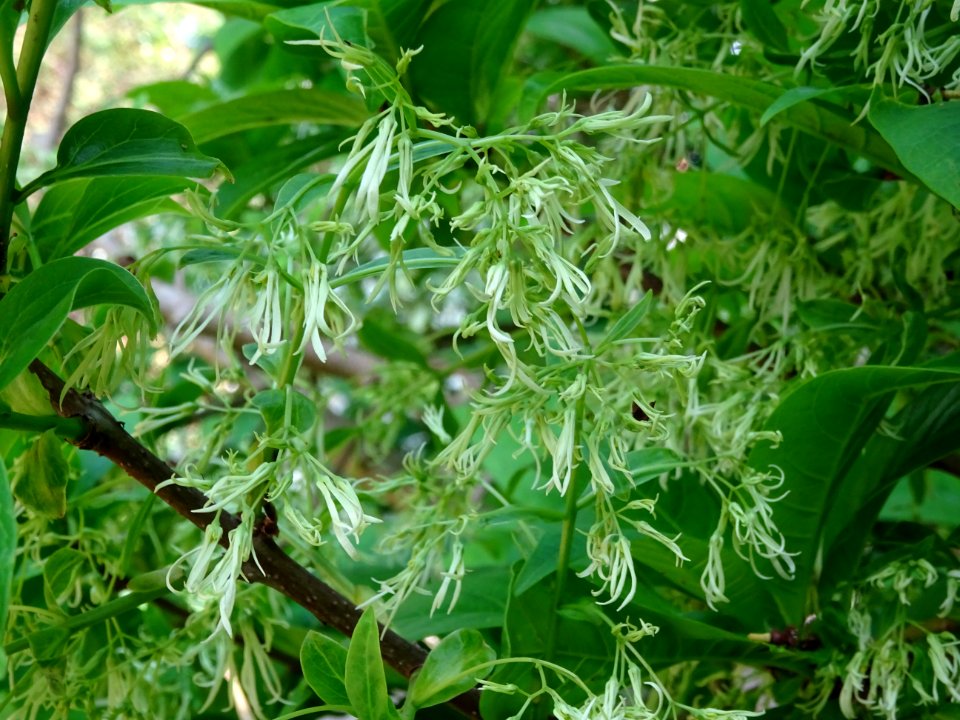 Fleurs de l'Arbre à fleurs de neige, Chionanthus virginicu… 