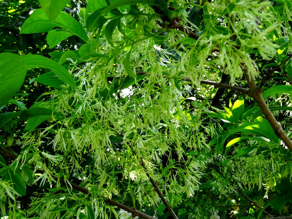 Fleurs de l'Arbre à fleurs de neige, Chionanthus virginicu… 