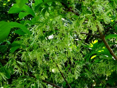 Fleurs de l'Arbre à fleurs de neige, Chionanthus virginicu… 