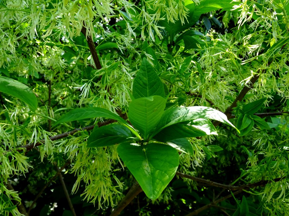 Feuilles et fleurs de l'Arbre à fleurs de neige, Chionanth… 